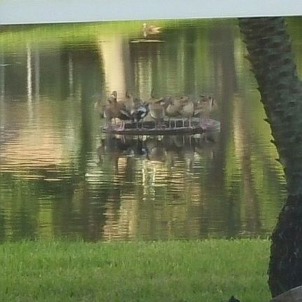 Whistling duck family