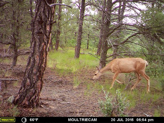 4th image of Tbd Bear Claw Ln