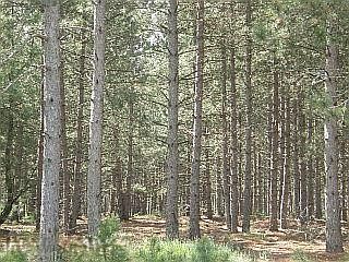 1st image of Healy Lake Rd