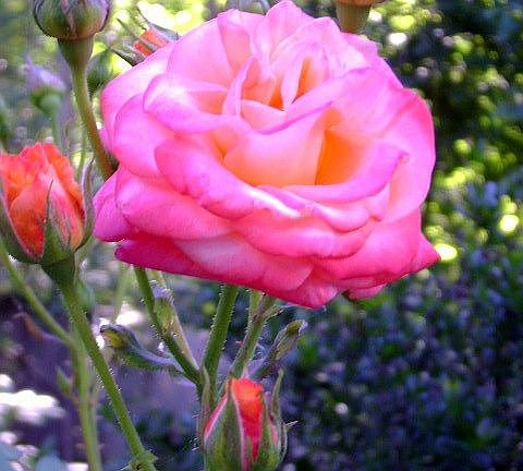 Rose Plant in Back yard.