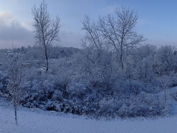 Back Yard View