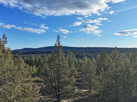 3rd image of Canvasback