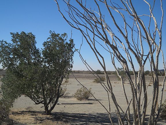 Site dotted w/many Ocotillos