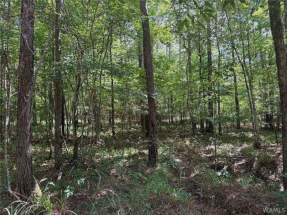 4th image of 5 Samson Clements Loop Rd