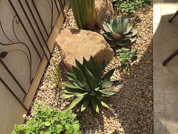 Front Patio Cactus Garden