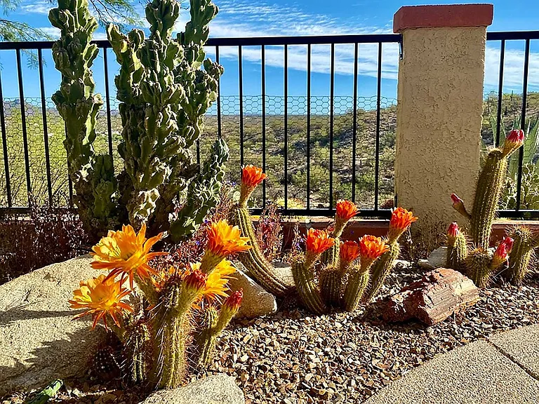 Terrace View