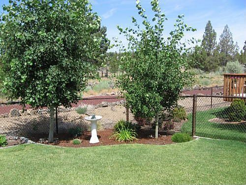 Beautifully maintained yard