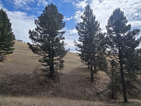 Wooded area