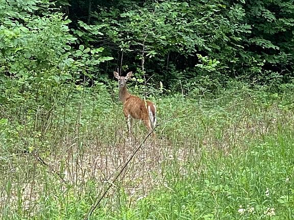 5th image of S Bridle Trail Dr