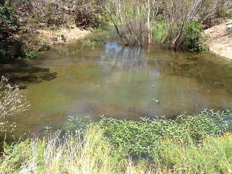 Spring feed creek