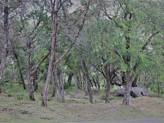 2nd image of Pecan Ln