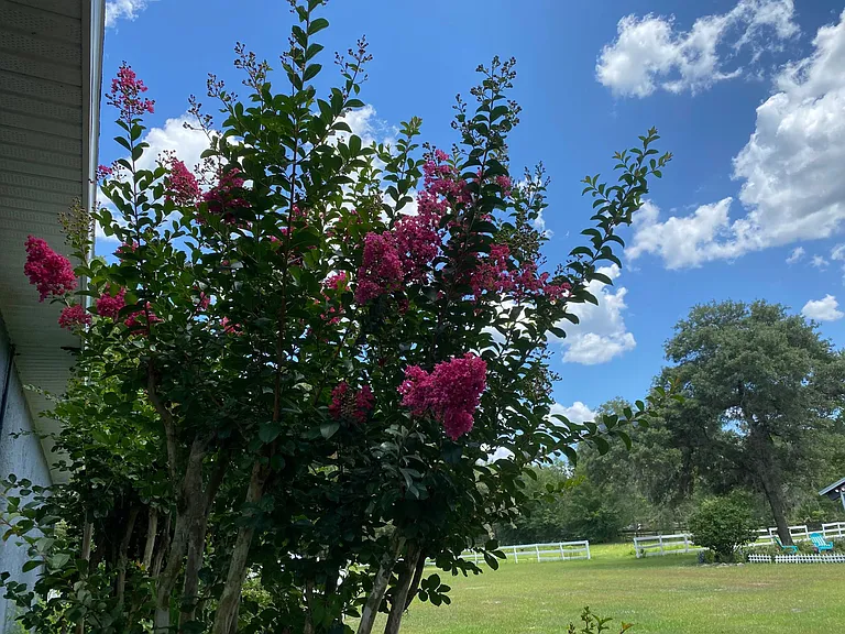 Crepe Myrtles surround the property and the house.