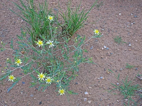 LOT 125 Rio Grande Blvd SW #11E, Los Lunas, NM 87031