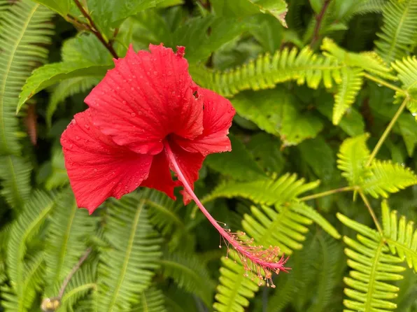 13-3408 Alapai St Lot 52, Pahoa, HI 96778