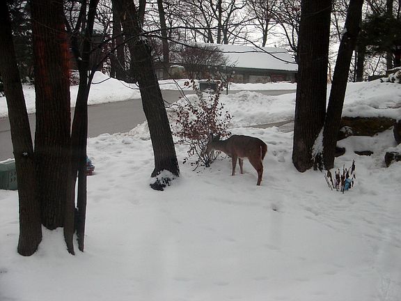 Deer in front yard