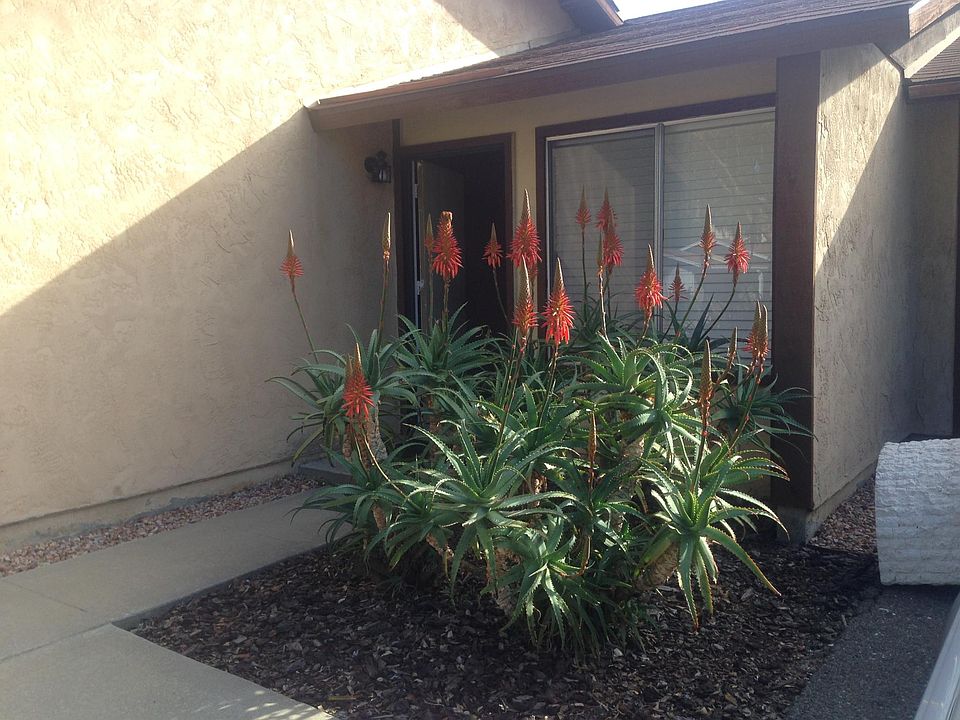 Front door and blooming plants.