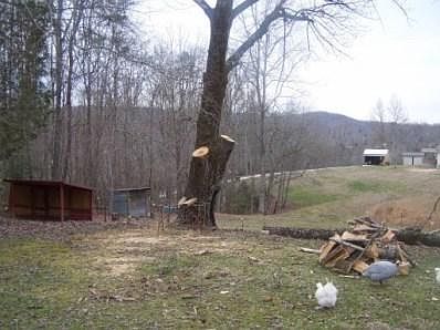 have begen to clean up and cut down some unwanted trees and bushes