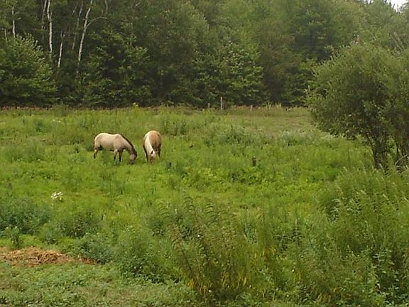 Serene pasture for the horses
