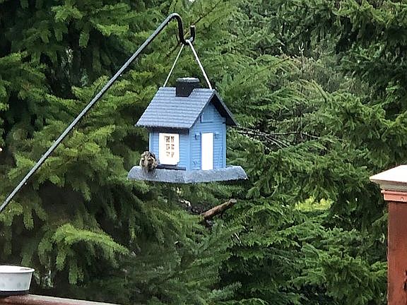 Birdies, birdies and birdies