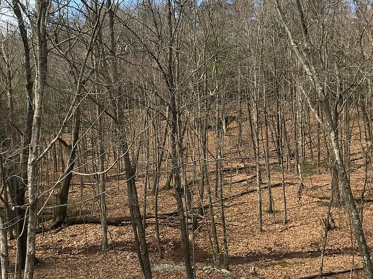 51 Saugerties Rd — Photo 30