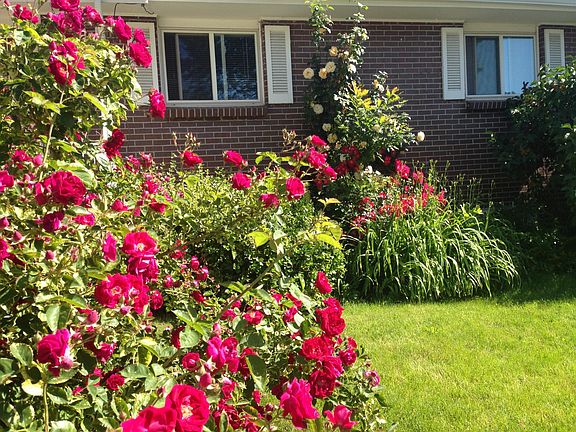 Lots of Flowering Bushes and trees on property