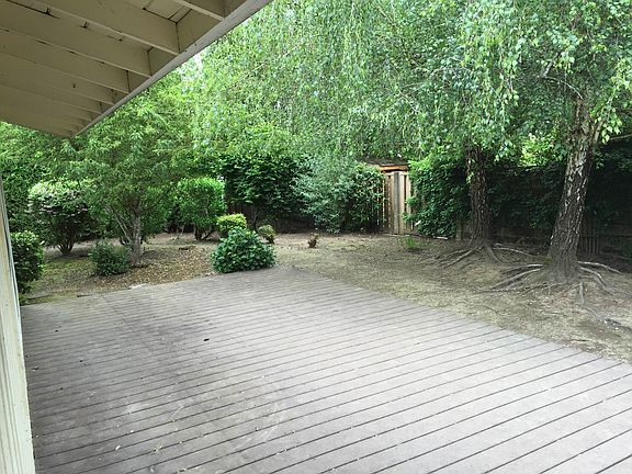 backyard2