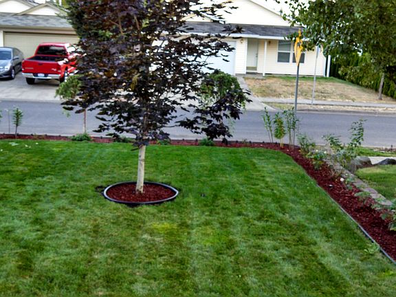 Front Yard #2