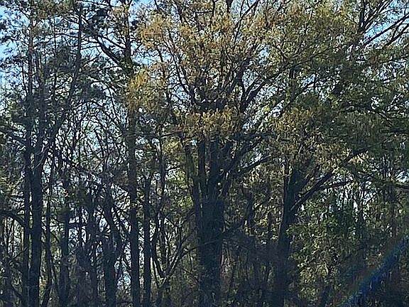 Century Old Hardwoods