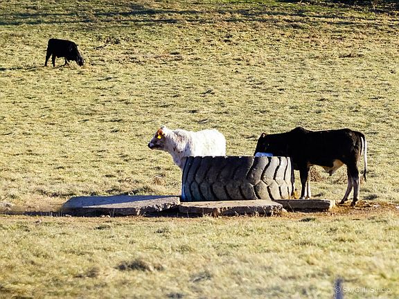 5th image of 510 Duffield Road