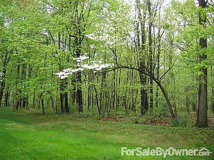 many dogwoods in surrounding wooded area