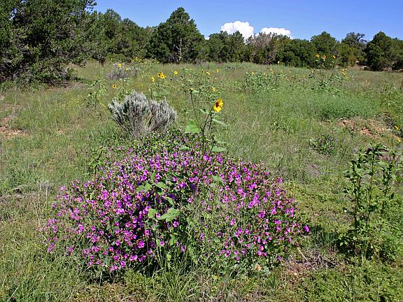 2nd image of LOT 49 Navajo Ranch Resorts Filing 2 Lot 49