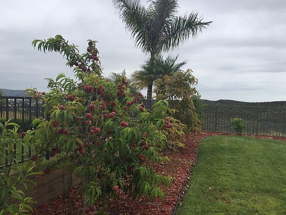 Peach tree