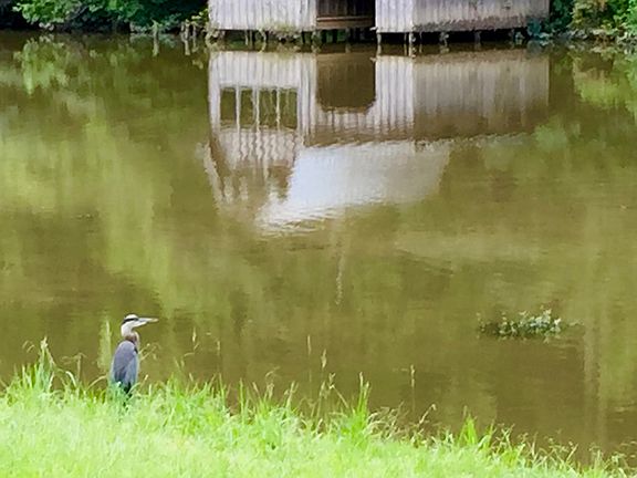 Resident blue herron