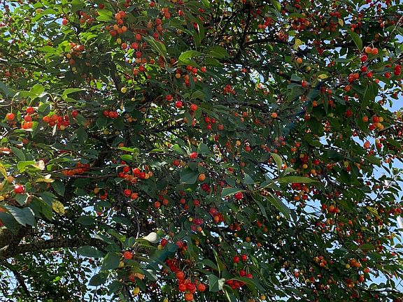 Amazing Cherries! There are also several Service Berry shrubs with edible berries.