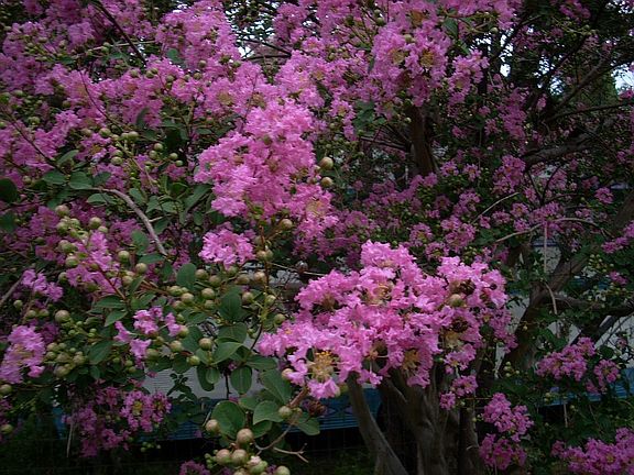 Crape myrtle tree in bloom
