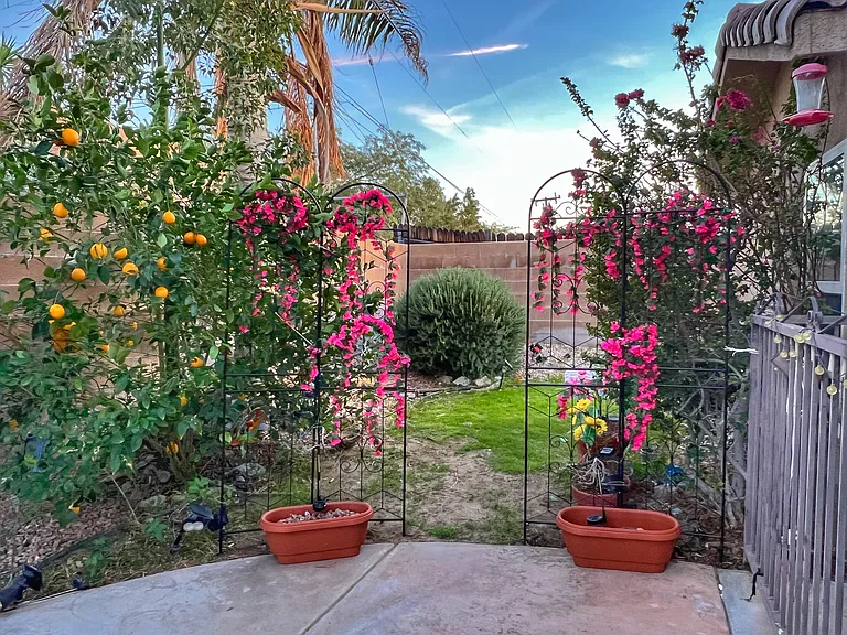 Part of the yard with lemon tree and green grass