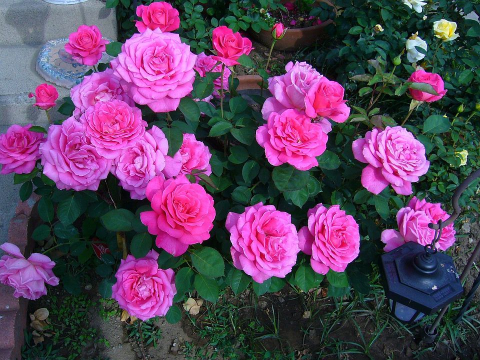 front yard garden