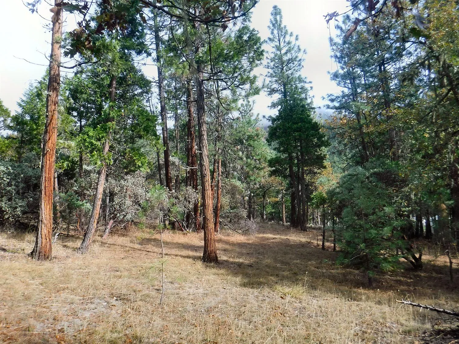 704 Evergreen Dr photo 1