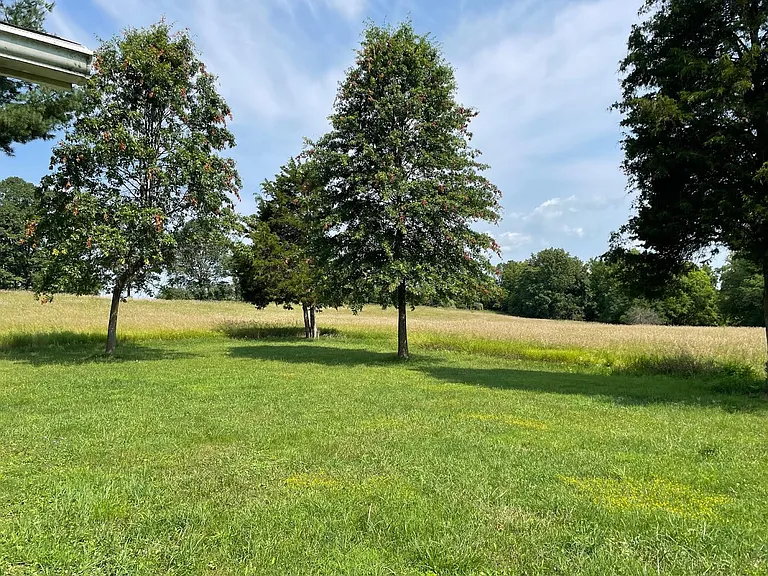 Backyard - left