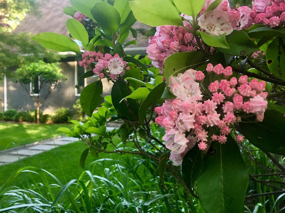 summer blooms
