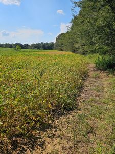 0 Sidney McNeeley Rd, Marion, KY, 42064