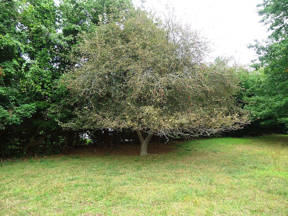 1st image of 795 Cedar Dr
