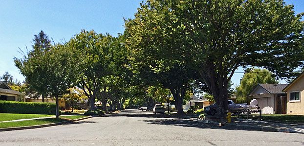 Amazing tree line street