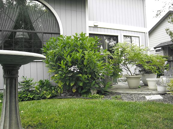Back window/patio