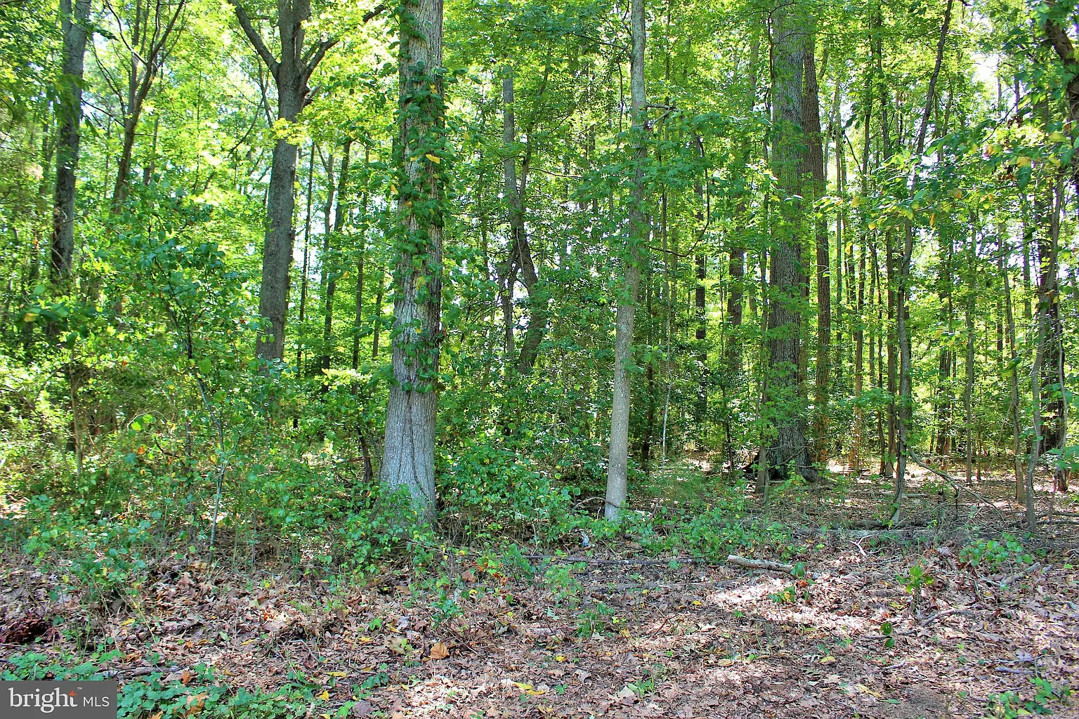 Long Leaf Ln photo 1
