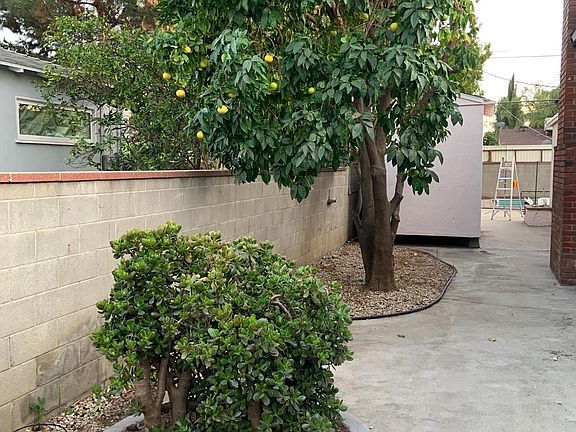 Side yard with fruit tree