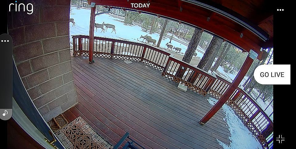 Deer: Front Deck 1