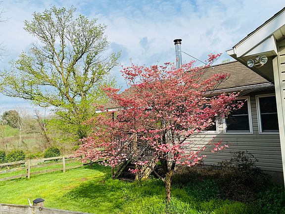 Dogwood in the spring