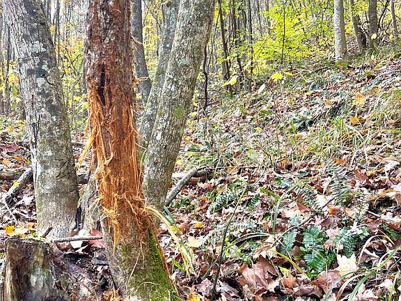 4th image of 0 Chenoweth Fork Rd