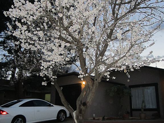 Almond Tree in full bloom